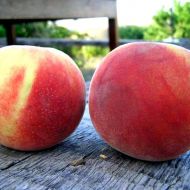 Саджанець Персик Канадіан Хармоні в контейнері